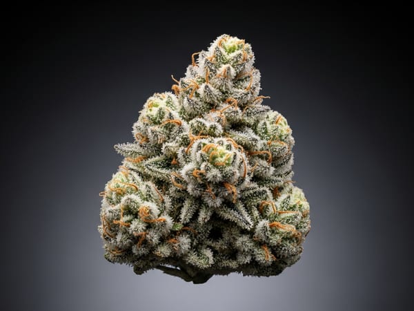 Ice Pie THCa flower — Hybrid, 22.9% THCa