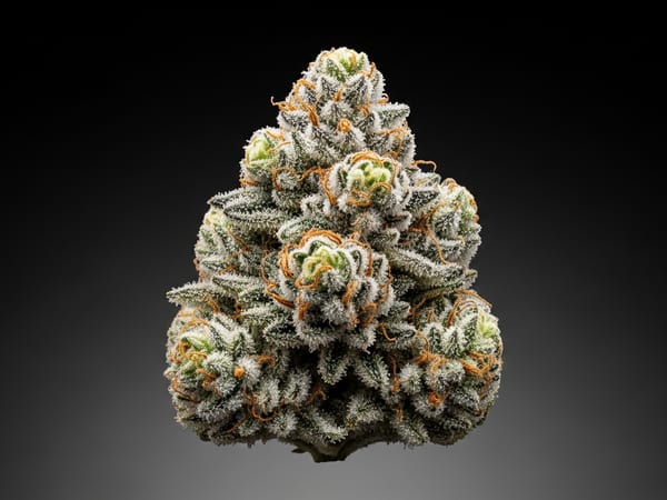 Ice Reserve THCa flower — Hybrid, 24.4% THCa