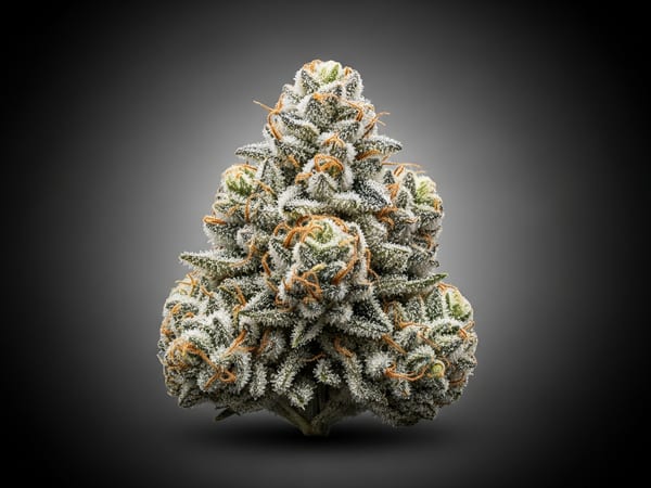 Ice Throne THCa flower — Sativa, 23.5% THCa