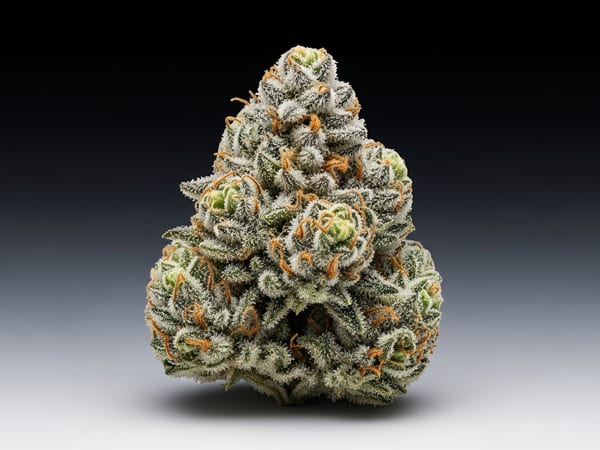Ice Widow THCa flower — Sativa, 18.6% THCa