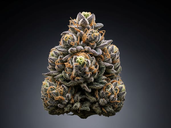 Jack THCa flower — Indica, 23.1% THCa