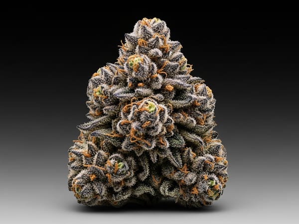 Jilly Bean THCa flower — Indica, 19.3% THCa