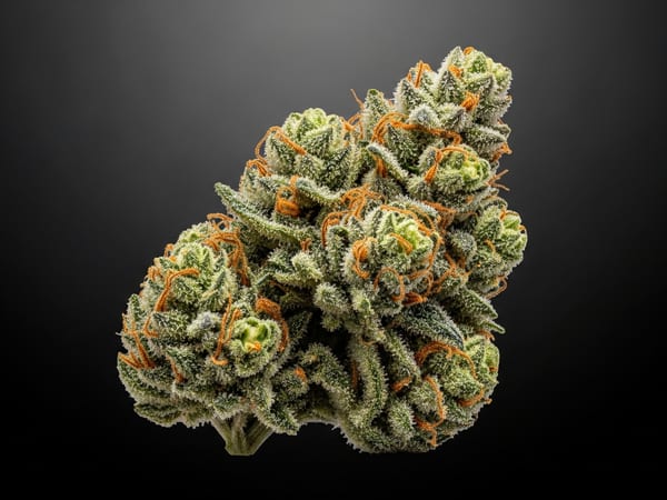 King Elite THCa flower — Hybrid, 22.7% THCa