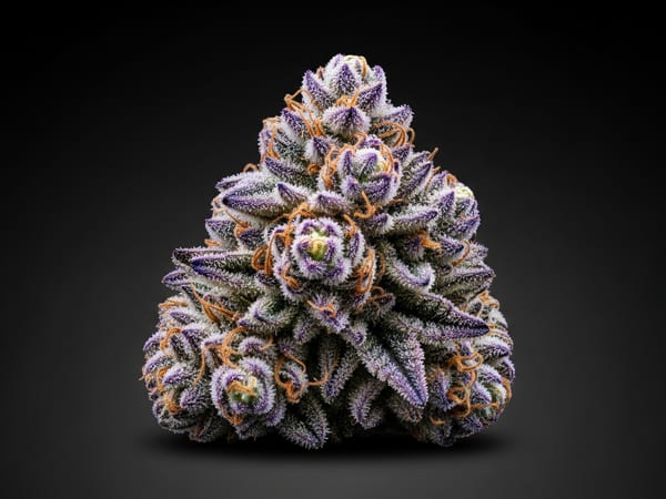 Lavender Thunder THCa flower — Indica, 23.5% THCa