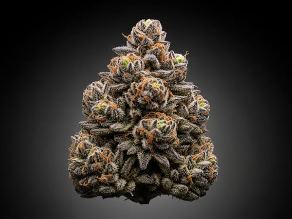 Legacy THCa flower — Indica, 23.5% THCa