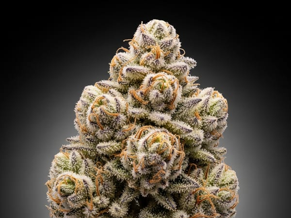 Master Cake THCa flower — Hybrid, 25.1% THCa