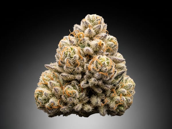 Master Cookies THCa flower — Indica, 20.3% THCa