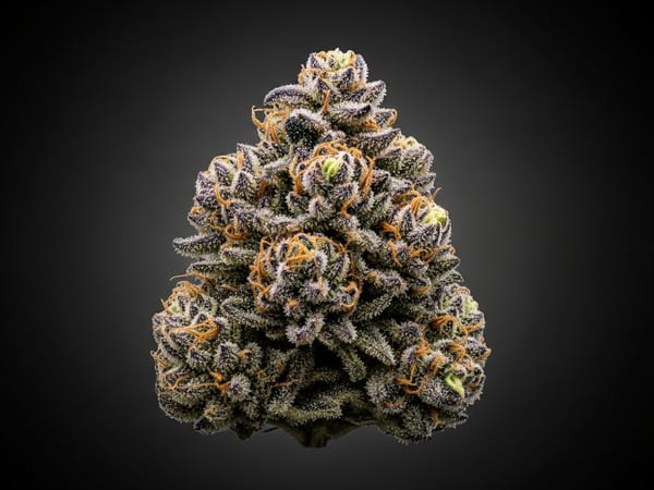 Master Crown THCa flower — Indica, 28% THCa
