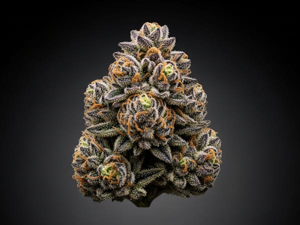 Master Special THCa flower — Indica, 23.8% THCa
