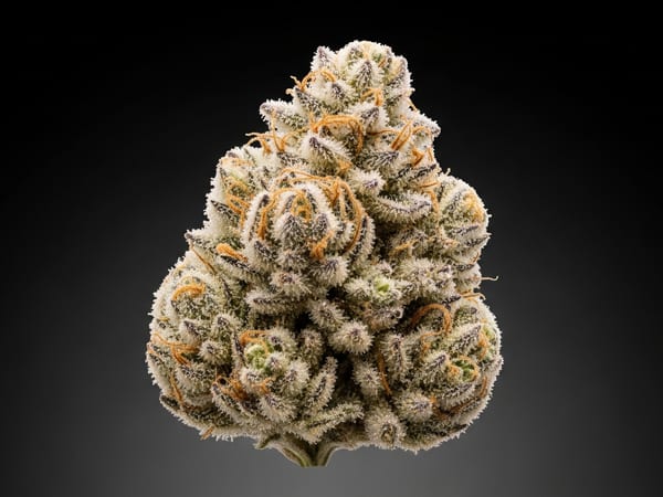 Mega Sherbet THCa flower — Hybrid, 22% THCa
