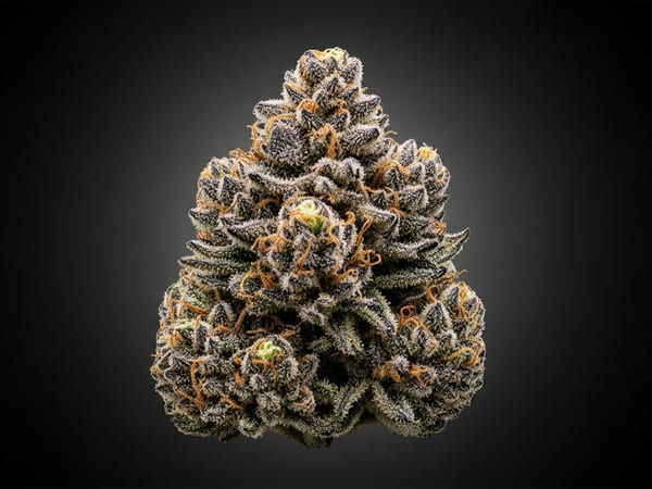 Neon THCa flower — Indica, 26.4% THCa
