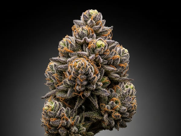 Punch THCa flower — Indica, 21.9% THCa