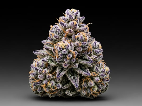 Purple Elite THCa flower — Indica, 20.6% THCa