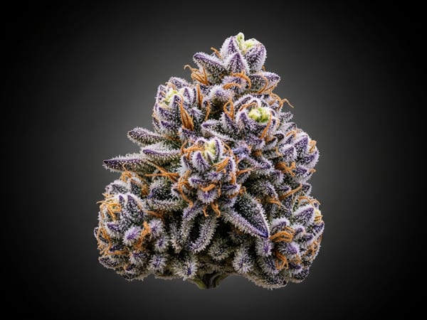 Purple Haze THCa flower — Sativa, 22.4% THCa