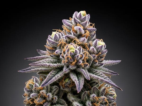Purple Kush THCa flower — Sativa, 21.8% THCa
