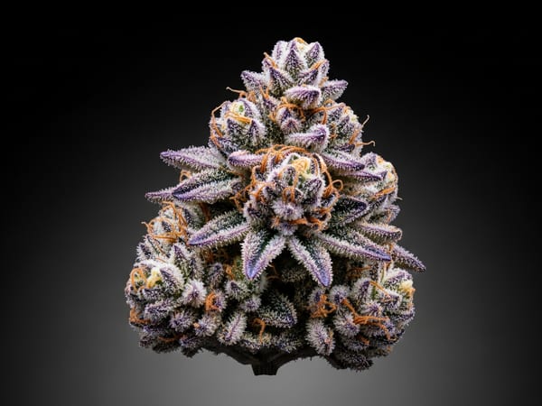Purple Punch THCa flower — Indica, 23.6% THCa