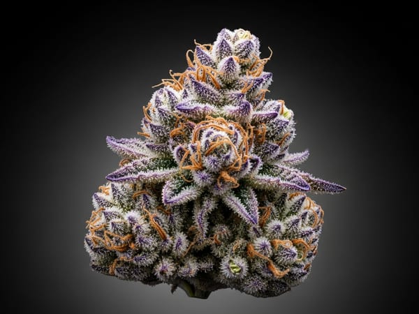Purple Runtz THCa flower — Indica, 24.7% THCa