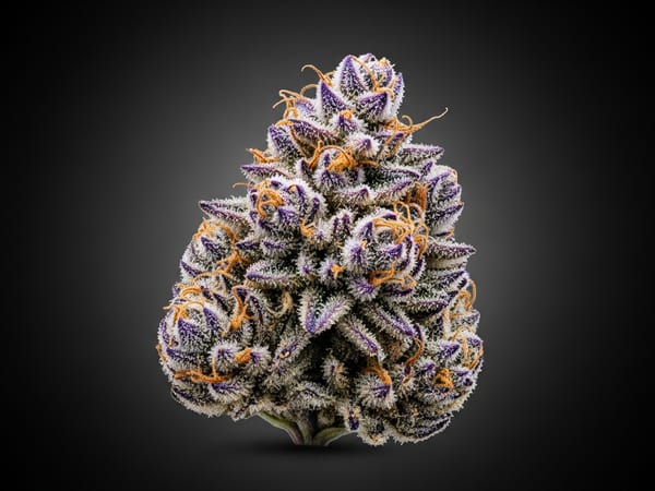Purple Skunk THCa flower — Indica, 20.6% THCa