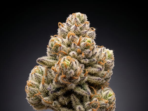Queen Gelato THCa flower — Sativa, 19.9% THCa