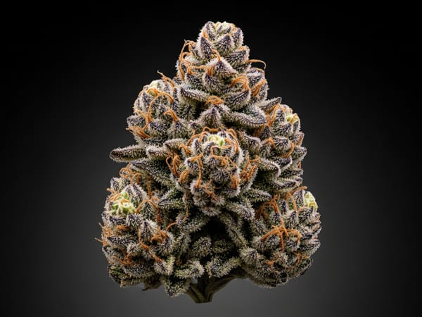 Reserve THCa flower — Indica, 23.7% THCa