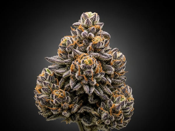 Rose Skunk THCa flower — Indica, 23.7% THCa