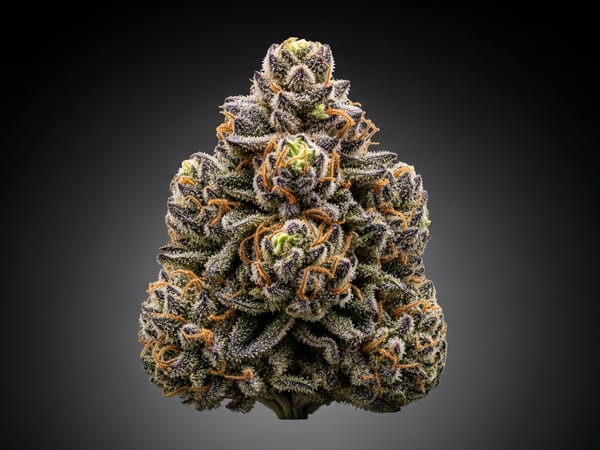 Royal Jack THCa flower — Indica, 27.7% THCa