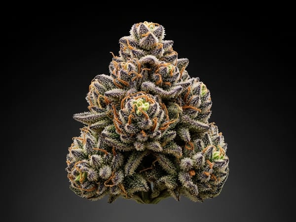 Royal Premium THCa flower — Indica, 23.9% THCa