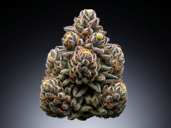 Sour Cheese THCa flower — Indica, 28.3% THCa