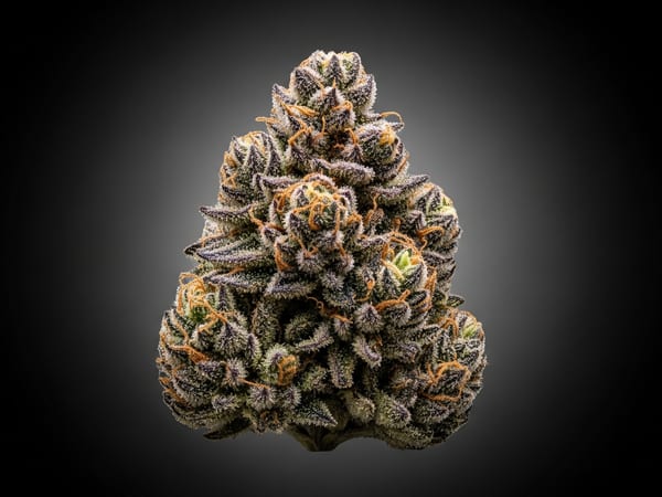 Sour Premium THCa flower — Indica, 23.6% THCa