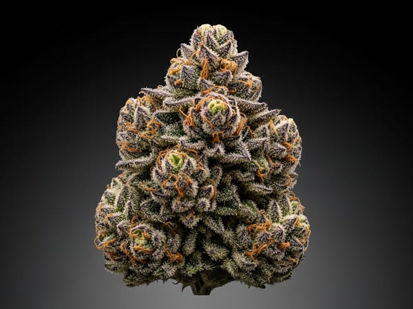 Space Queen THCa flower — Indica, 23.8% THCa