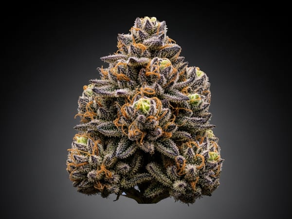 Super Elite THCa flower — Indica, 22.3% THCa