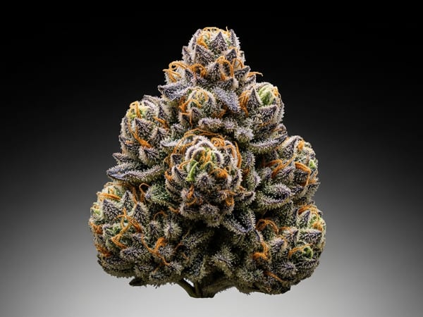 Super Palace THCa flower — Indica, 25.6% THCa