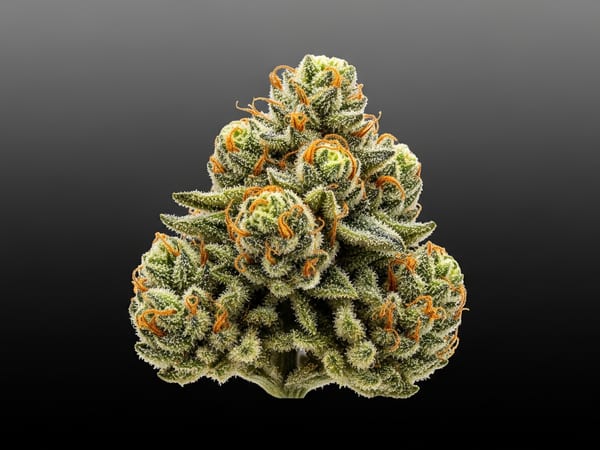 Trainwreck THCa flower — Hybrid, 29.8% THCa