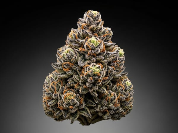 Tropical Runtz THCa flower — Indica, 22.1% THCa