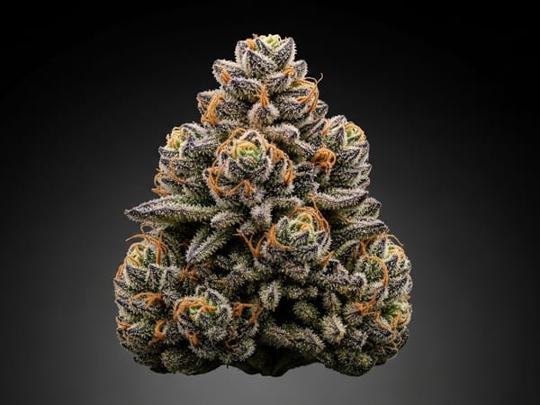 Tropical Skunk THCa flower — Indica, 27% THCa