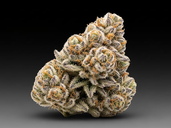 Tropicana Cookies THCa flower — Hybrid, 22.2% THCa