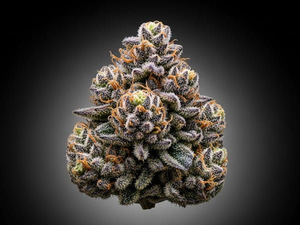 Ultra Glue THCa flower — Indica, 23.6% THCa