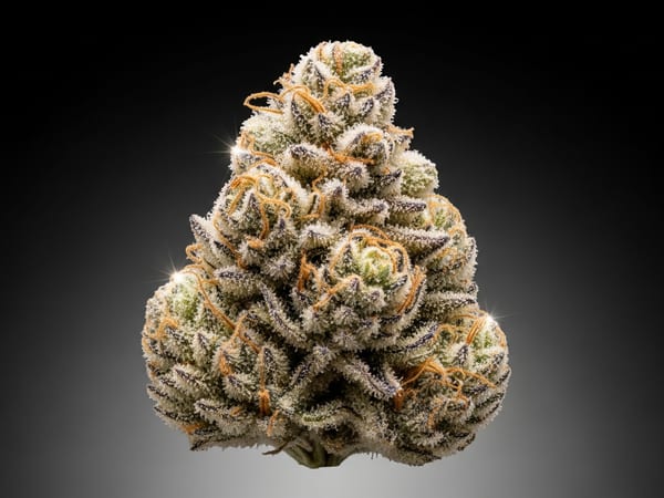 Vanilla Empire THCa flower — Indica, 22.8% THCa
