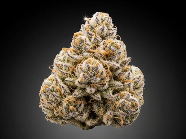 Vanilla Lightning THCa flower — Sativa, 18.9% THCa