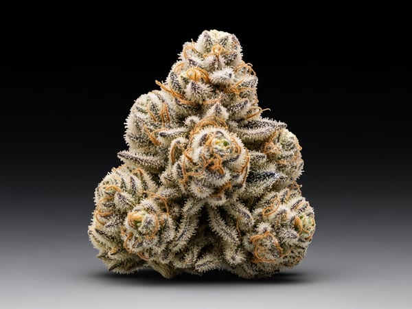 Vanilla Punch THCa flower — Hybrid, 23.4% THCa