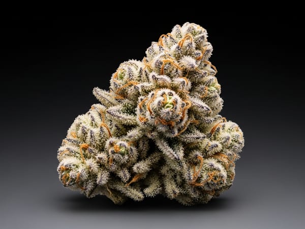 Vanilla Storm THCa flower — Sativa, 20.4% THCa