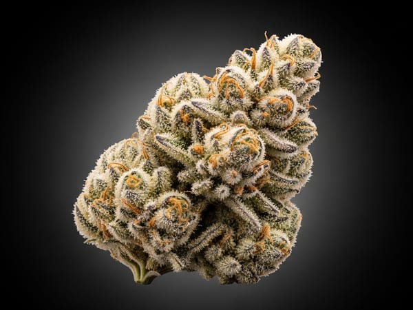 Wedding Cake THCa flower — Indica, 17.7% THCa