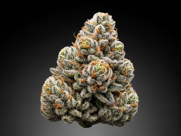 White Cyber THCa flower — Sativa, 22.7% THCa