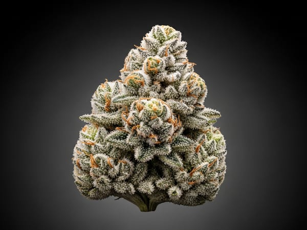 White Haze THCa flower — Sativa, 23.5% THCa