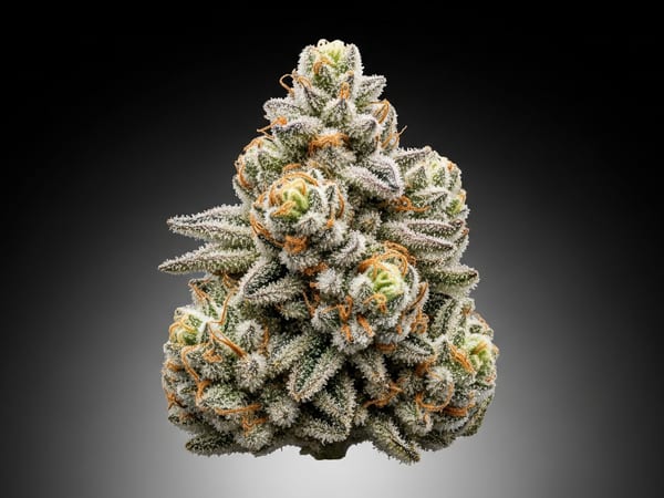 White Pie THCa flower — Hybrid, 21.2% THCa