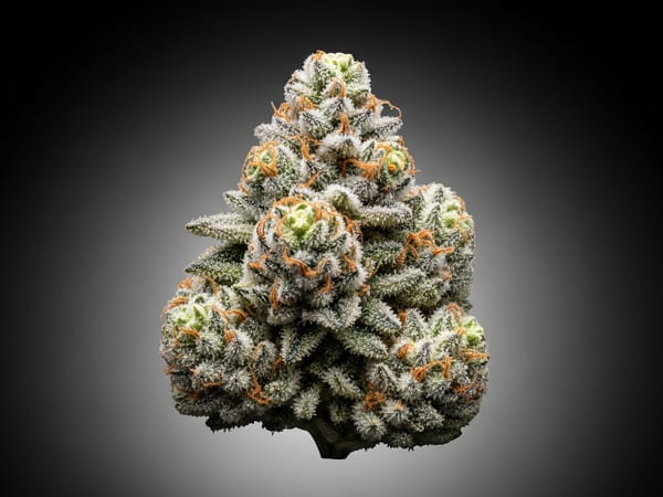White Russian THCa flower — Indica, 25.3% THCa