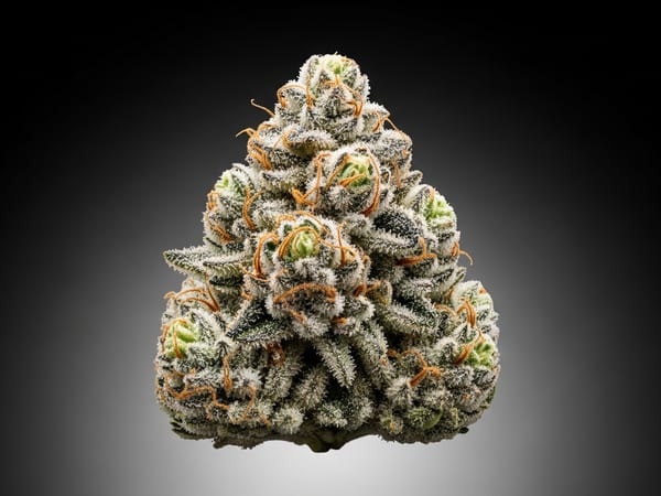 White Zkittlez THCa flower — Sativa, 25.6% THCa
